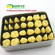 TOOTH01 (12573) modèle humain d&#39;anatomie de dent de résine de qualité avec l&#39;emballage portatif de boîte d&#39;alliage